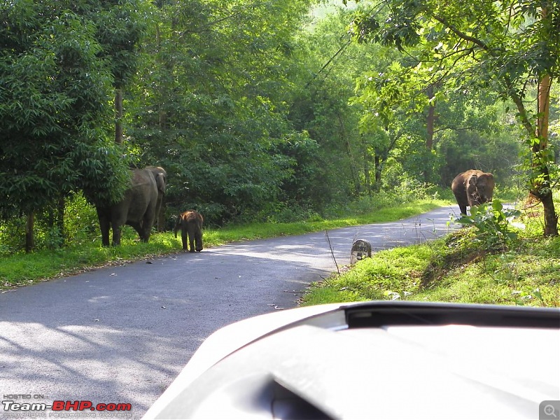 wayanad elephants