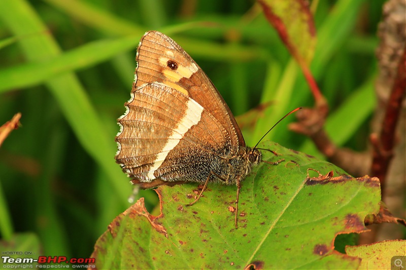 Cycling to Sach Pass & Cliffhanger-img_8400commonsatyrbutterfly.jpg