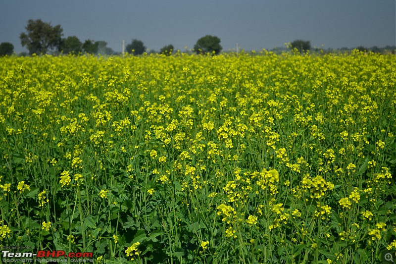 Rajasthan on a Bicycle-csc_1021.jpg