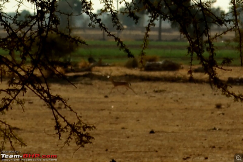 Rajasthan on a Bicycle-csc_1030.jpg