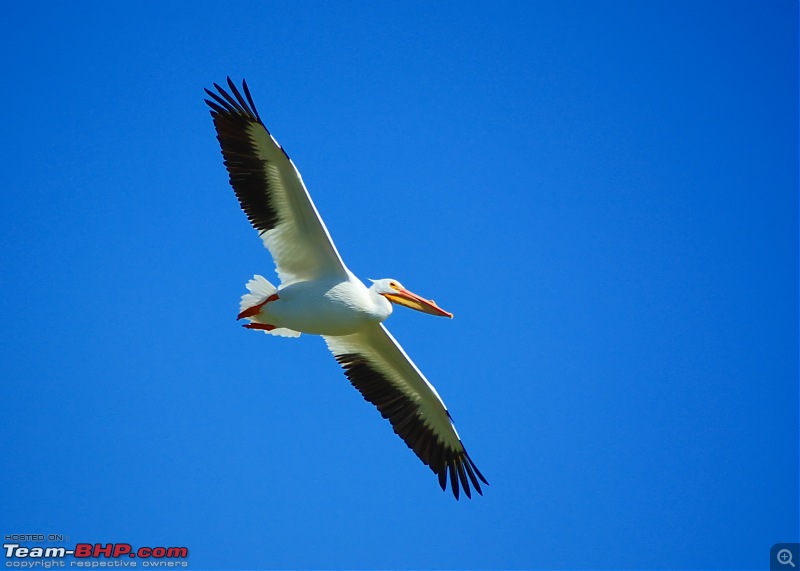 The Official non-auto Image thread-pelican.jpg