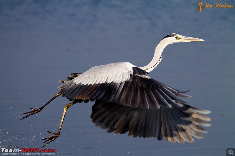 The Official non-auto Image thread-grey-heron-2.jpg