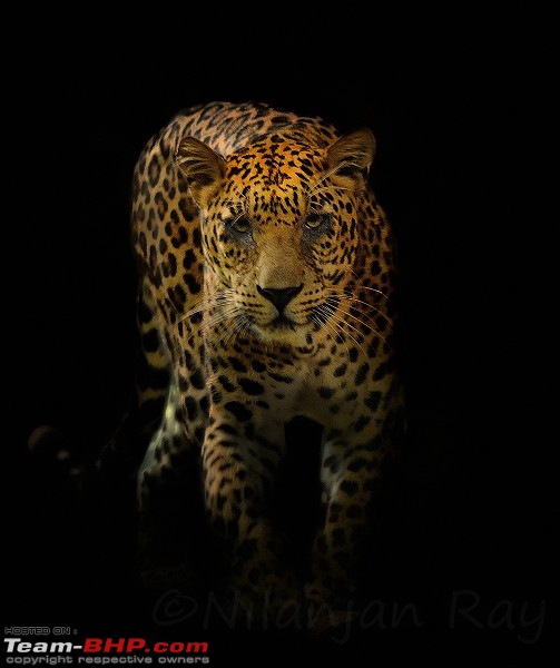 The Official non-auto Image thread-leopard_black-copy_small2.jpg
