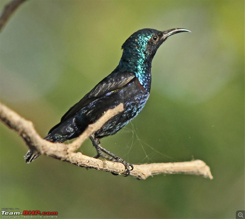 The Official non-auto Image thread-purple-sunbird.jpg