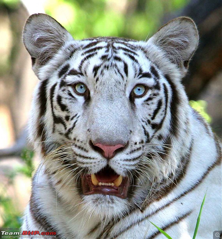 The Official non-auto Image thread-tiger-white-2.jpg