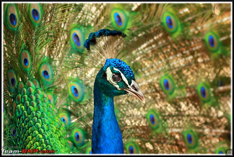 The Official non-auto Image thread-peacock-portrait.jpg