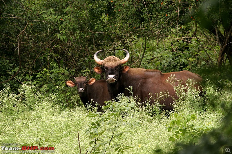 The Official non-auto Image thread-gaur.jpg