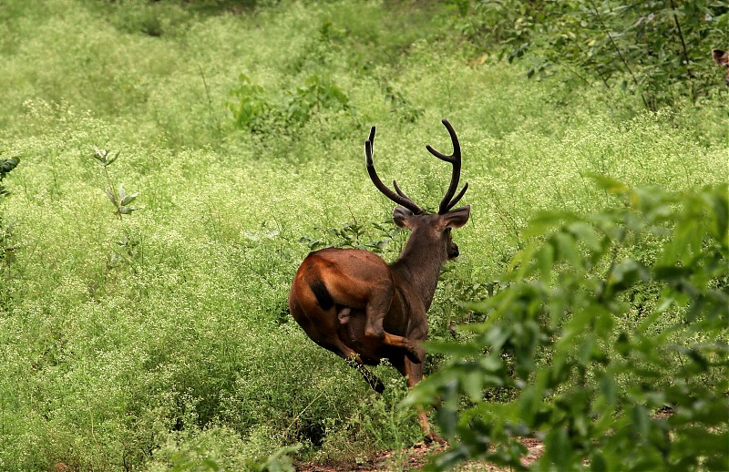 The Official non-auto Image thread-sambar-stag-2.jpg