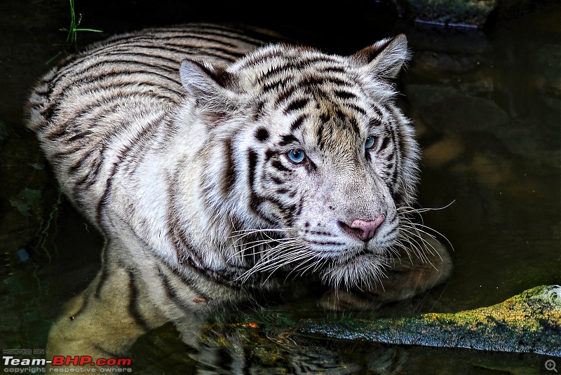 The Official non-auto Image thread-white-tiger.jpg