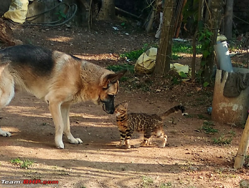 Team-BHPians and their Pets-img_20190312_075027.jpg