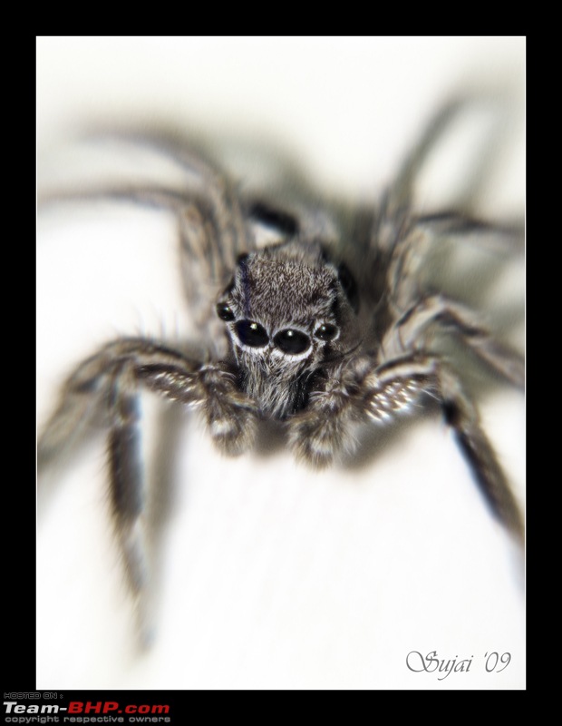 The Official non-auto Image thread-spider_800.jpg