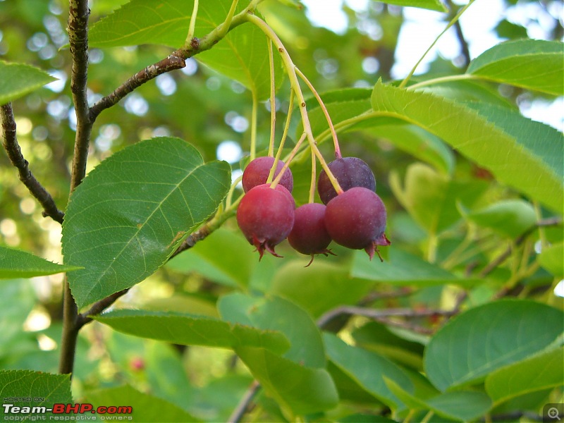 The Official non-auto Image thread-berries.jpg