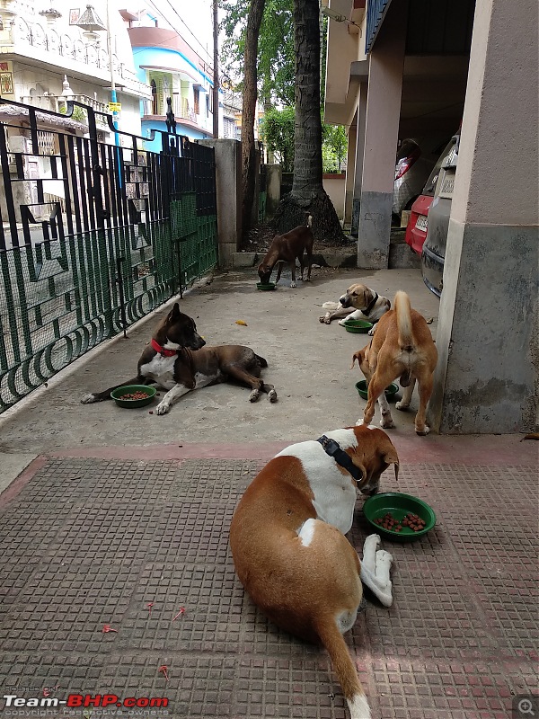 Team-BHPians and their Pets-img_20190804_090821.jpg