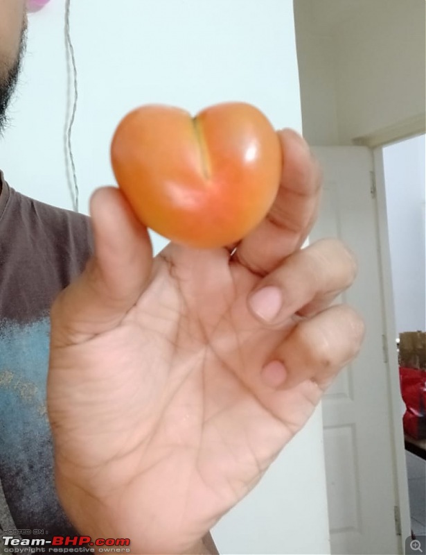 The Official non-auto Image thread-tomato.jpg