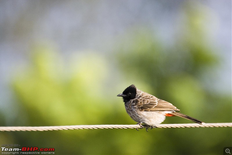 The Official non-auto Image thread-red-vented-bul-bul.jpg