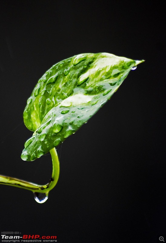 The Official non-auto Image thread-rain-water-money-plant-leaf.jpg