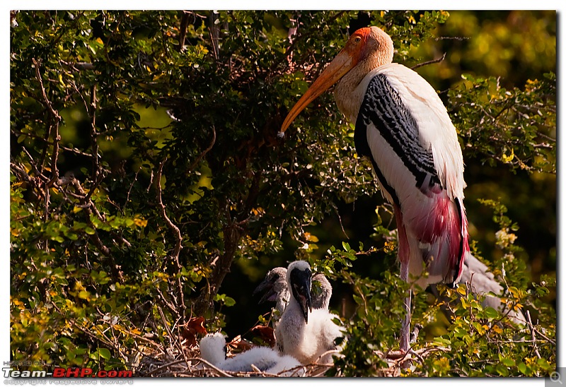 The Official non-auto Image thread-paintedstork1.jpg