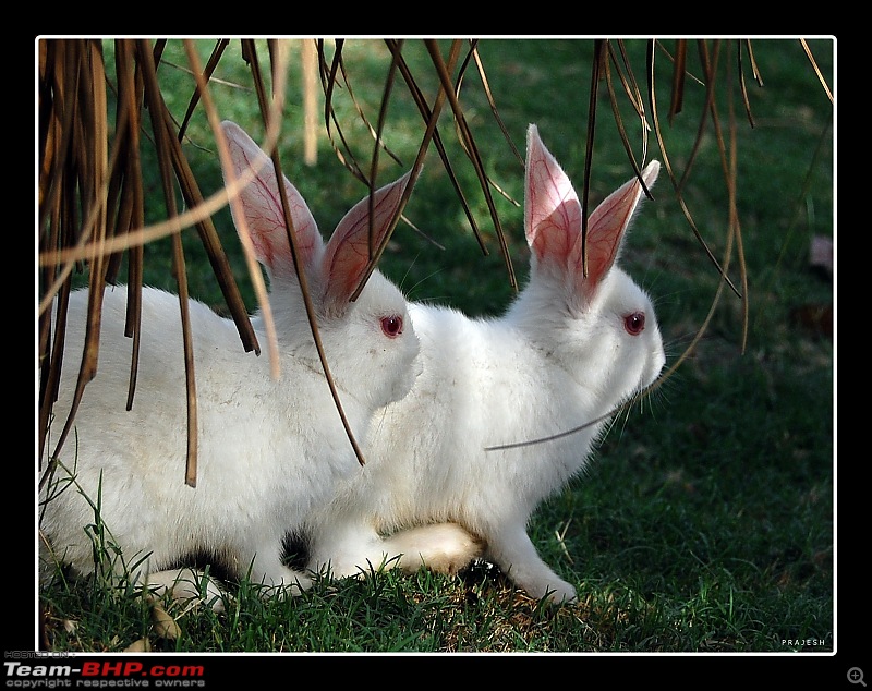 The Official non-auto Image thread-rabbit-1.jpg