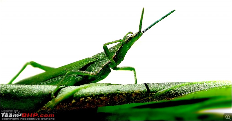 The Official non-auto Image thread-grasshopper1.jpg