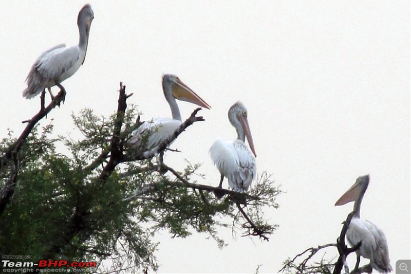 The Official non-auto Image thread-pelican-sunset2.jpg