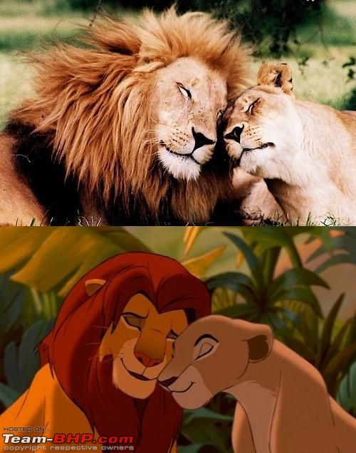 The Official Joke thread-real_life_lion_king_part_2.jpg