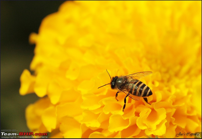 The Official non-auto Image thread-honeybee.jpg
