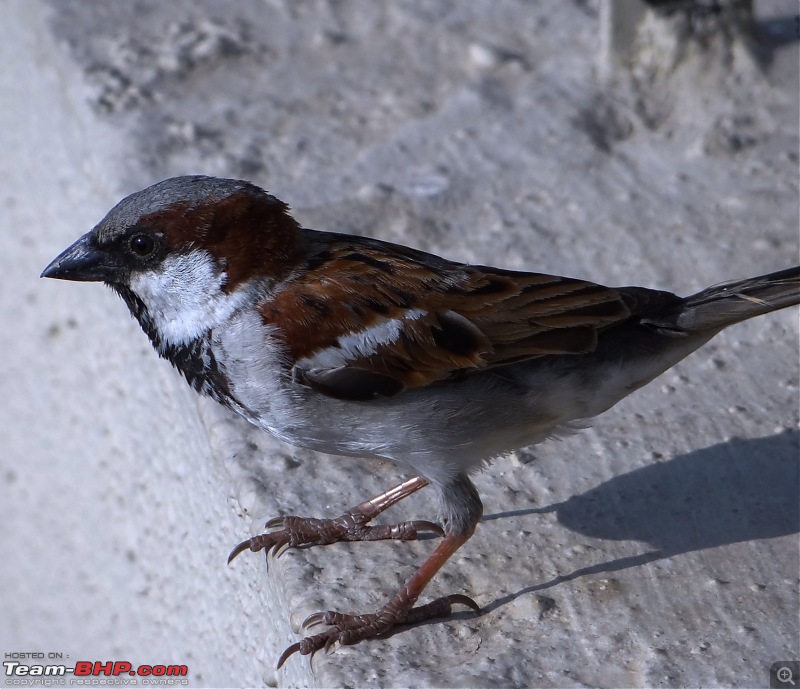 The Official non-auto Image thread-sparrow.jpg