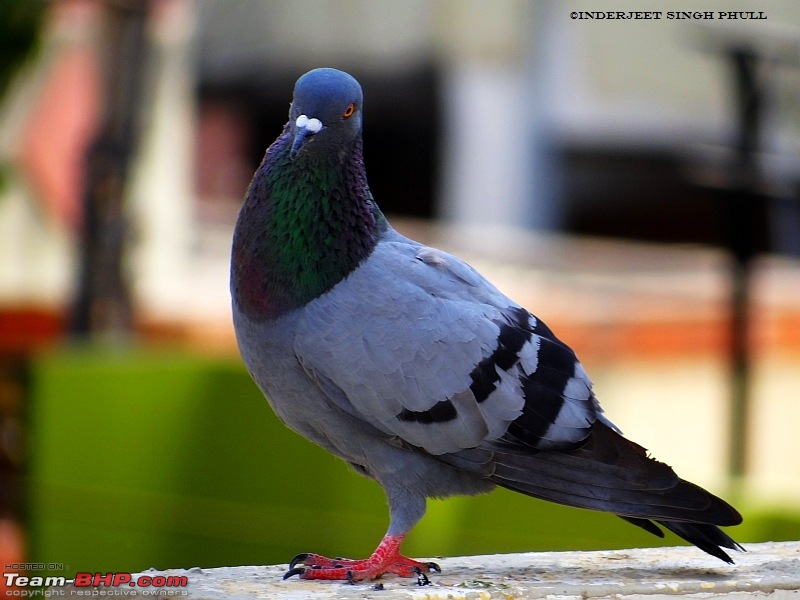 The Official non-auto Image thread-pigeon-closeup.jpg