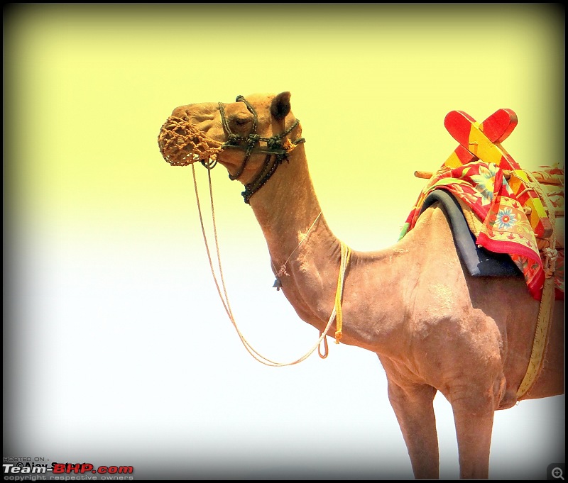 The Official non-auto Image thread-camel.jpg