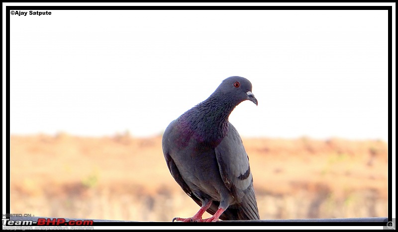 The Official non-auto Image thread-pigeon.jpg