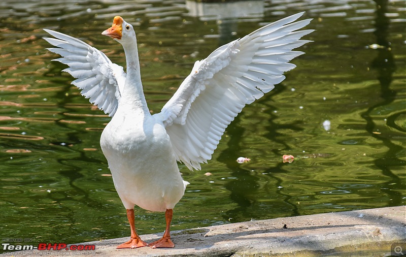 The DSLR Thread-duck_1.jpg