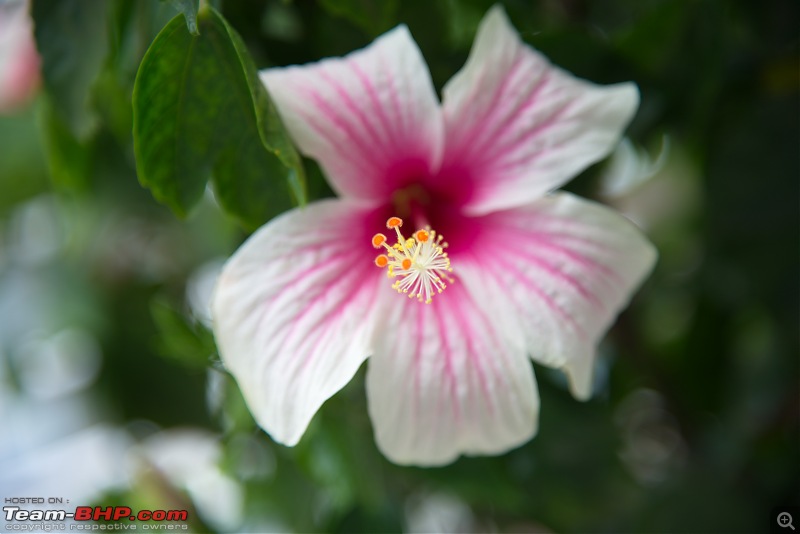 The DSLR Thread-hibiscus.jpg