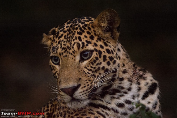 The DSLR Thread-youngleopard_satpura_evening_canvas.jpg