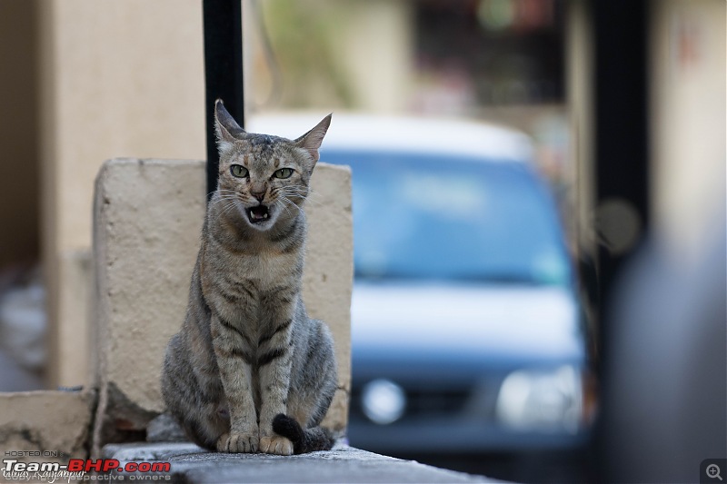 The DSLR Thread-cat-220.jpg