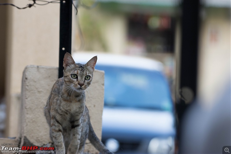 The DSLR Thread-cat-220a.jpg