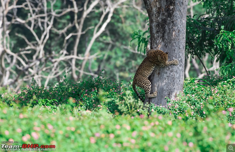 The DSLR Thread-leppy-bandipur1.jpg