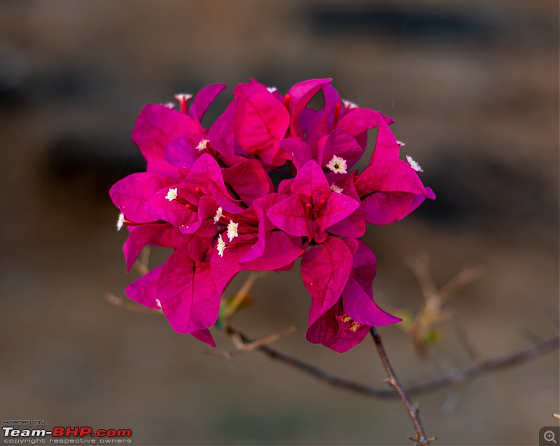 Manual Photography with a Vintage Lens (Nikon AF 50mm f/1.8 D)-flowers.jpg