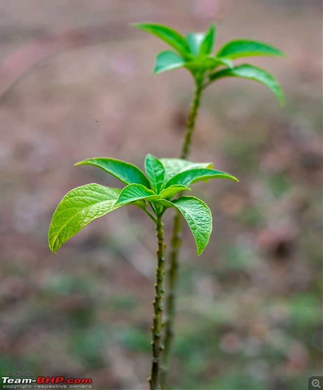 Manual Photography with a Vintage Lens (Nikon AF 50mm f/1.8 D)-leaves-bokeh.jpg