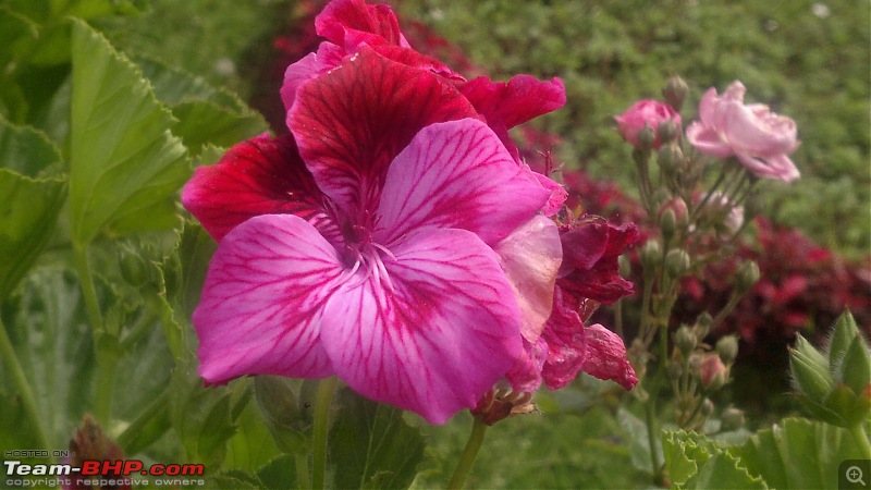 The Mobile Phone Thread - Queries, decisions, discussions all here-dianthus.jpg