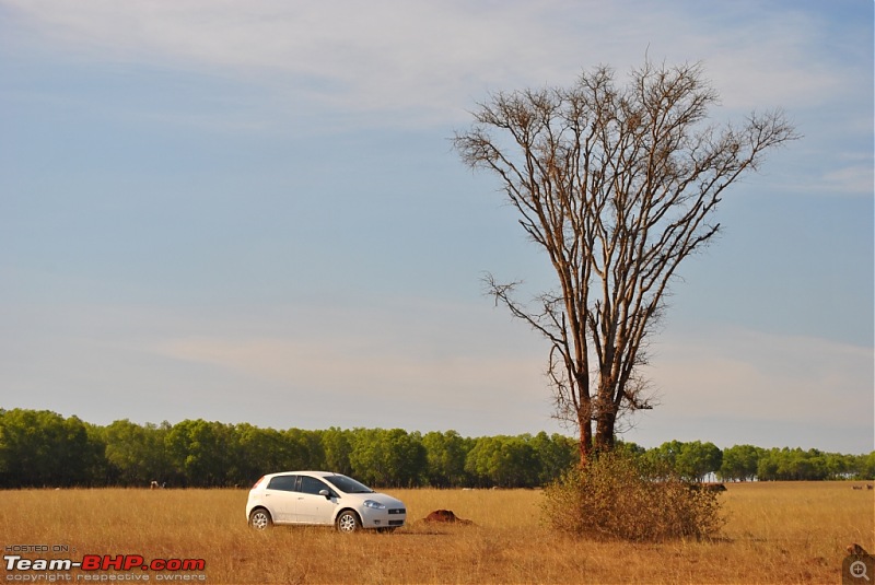 FIAT-Ferrari in affordable trim - My Grande Punto 1.2 Emotion-dsc_7369.jpg