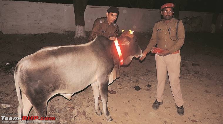 Cattle - The real menace on Indian highways-radiumbeltstraycattle7591.jpg