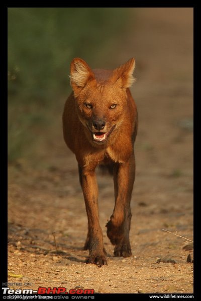 Any TBHPians interested in wildlife?-dhole.jpg