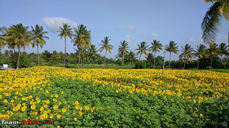 All Roads to Kerala-sunflower.jpeg
