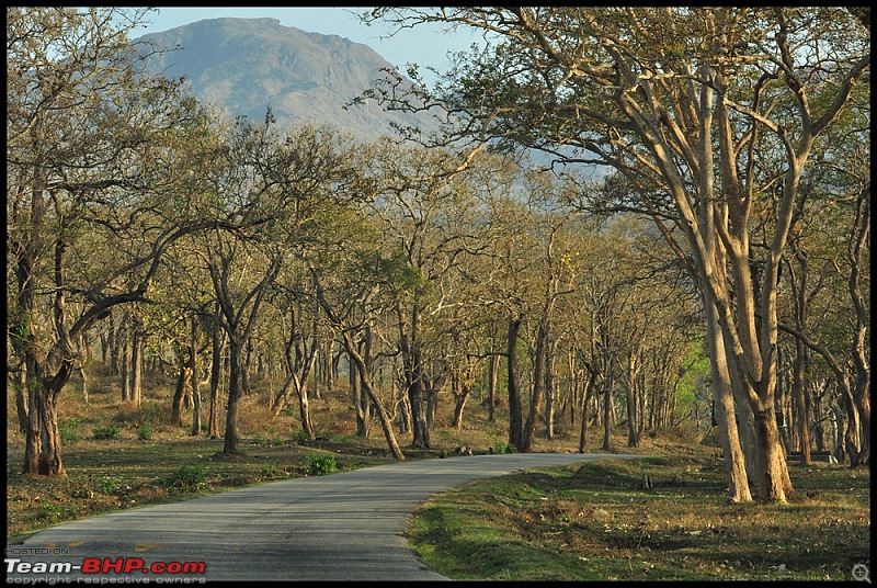 The Best Roads In India-bandipur.jpg