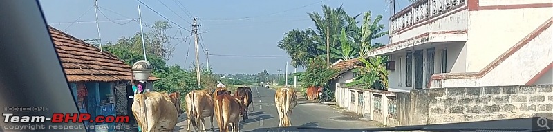 Bangalore to Trichy : Route Queries-bovines_kaliyampatty.jpg