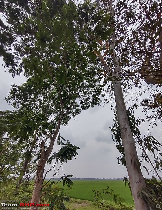 Kolkata - Chennai - Kolkata-paddy-fields-bengal.jpg