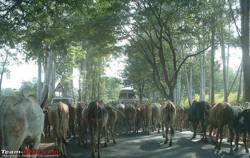 Bangalore to Coimbatore : Route Queries-003nh209trafficjamofadifferentkindoutsidehassanur.jpg