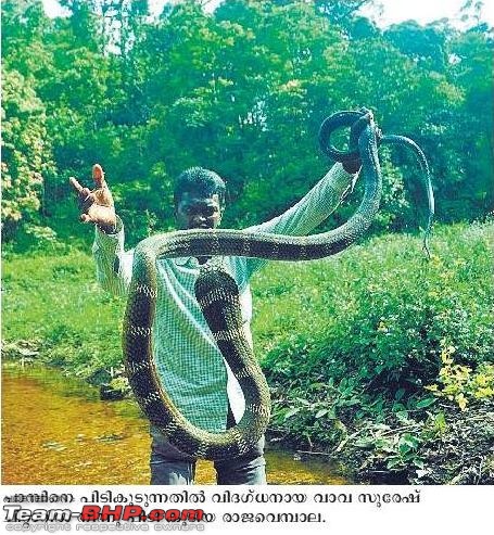 Snakes!-kingcobramalayalamanorama22feb2013.jpg