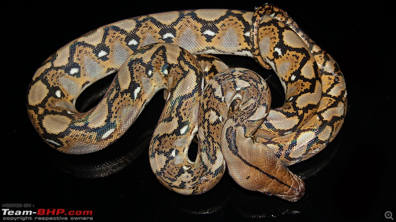 Snakes!-reticulated-python.jpeg