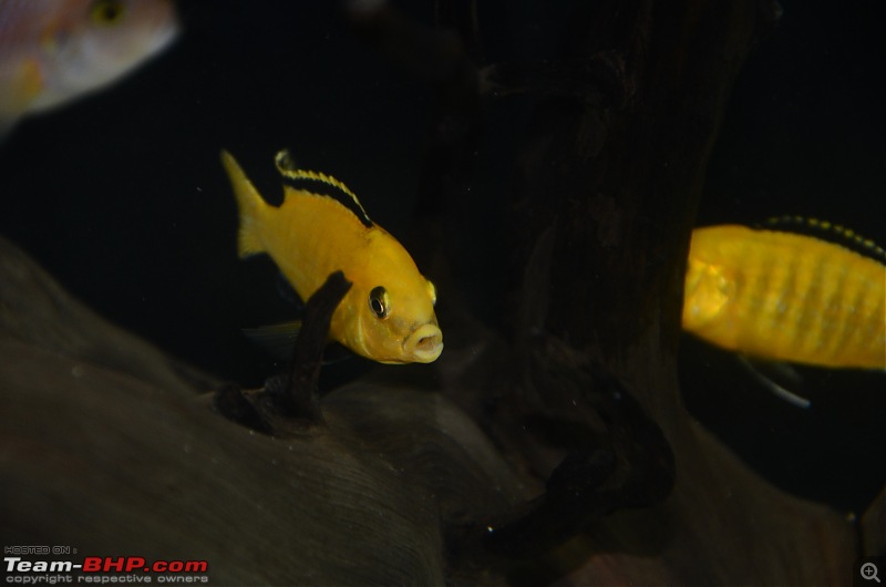 My Fishkeeping hobby-dsc_0591.jpg